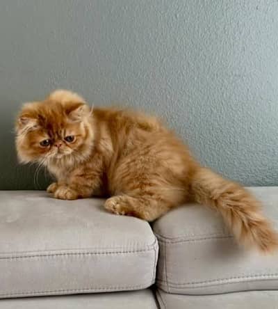 Cash on delivery persian cats & Kittens Available- Healthy & Playfull