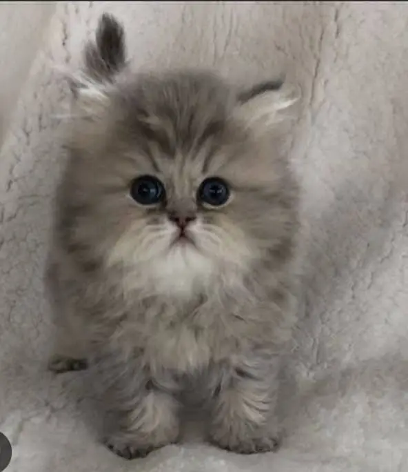 Cash on delivery persian cats & Kittens Available- Healthy & Playfull — photo 6