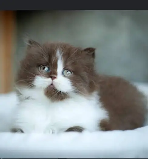 Cash on delivery persian cats & Kittens Available- Healthy & Playfull — photo 8