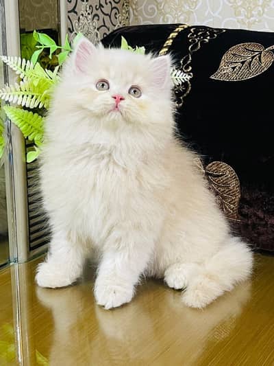 Cash on delivery persian cats & Kittens Available- Healthy & Playfull