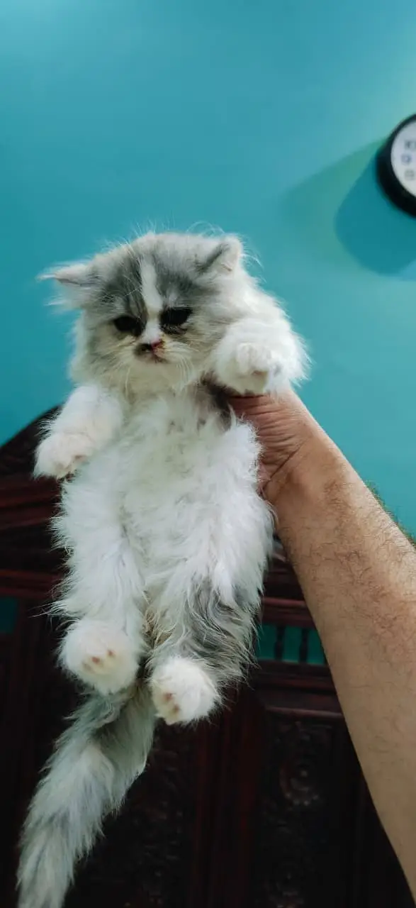 Cash on delivery persian cats & Kittens Available- Healthy & Playfull — photo 7