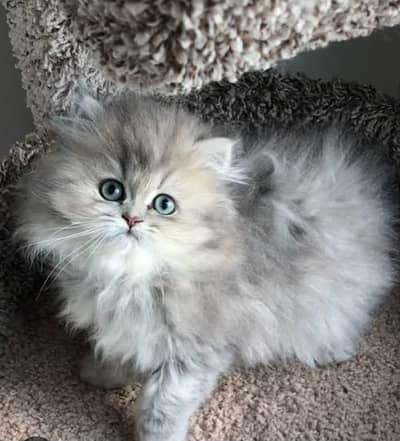 Cash on delivery persian cats & Kittens Available- Healthy & Playfull