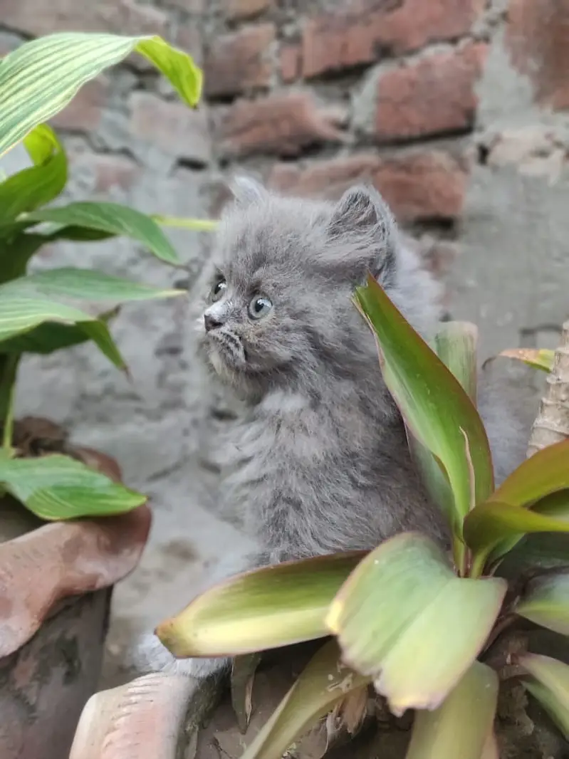 Cash on delivery persian cats & Kittens Available- Healthy & Playfull — photo 8