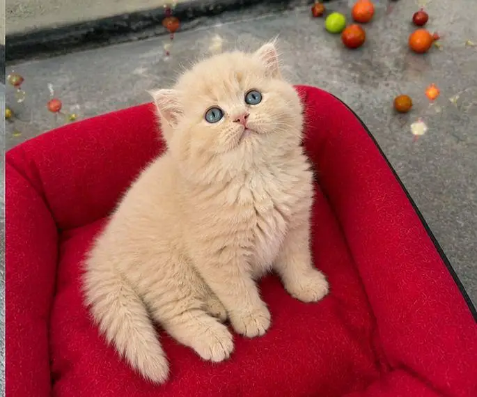Cash on delivery persian cats & Kittens Available- Healthy & Playfull — photo 9