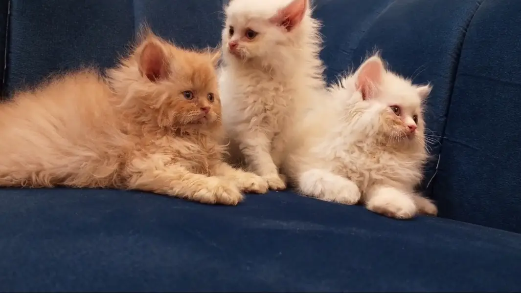 Cash on delivery persian cats & Kittens Available- Healthy & Playfull — photo 11