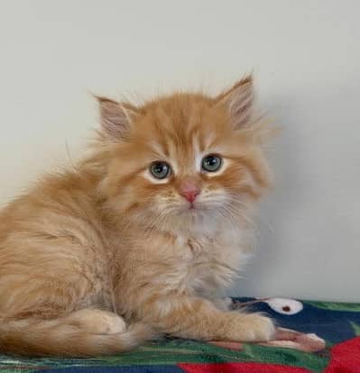 Cash on delivery persian cats & Kittens Available- Healthy & Playfull
