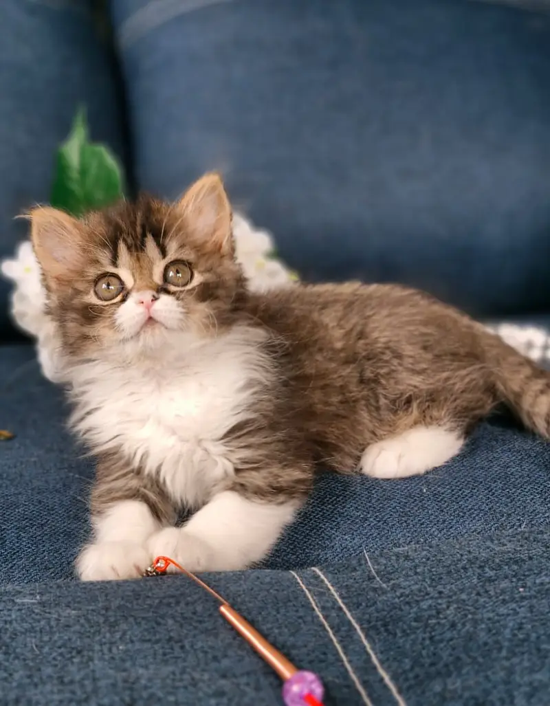 Cash on delivery persian cats & Kittens Available- Healthy & Playfull — photo 3