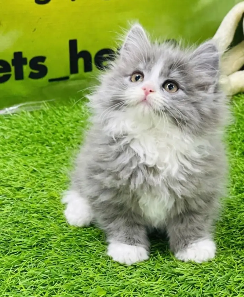 Cash on delivery persian cats & Kittens Available- Healthy & Playfull — photo 7