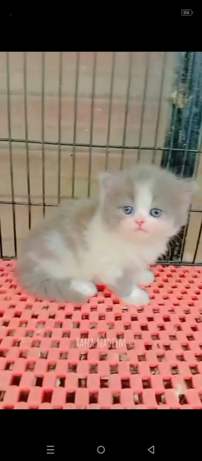 Cash on delivery persian cats & Kittens Available- Healthy & Playfull — photo 11