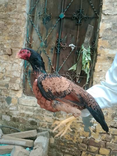 aseel  pure amroha bloodline