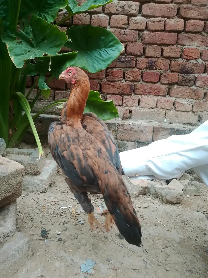 aseel  pure amroha bloodline — photo 2