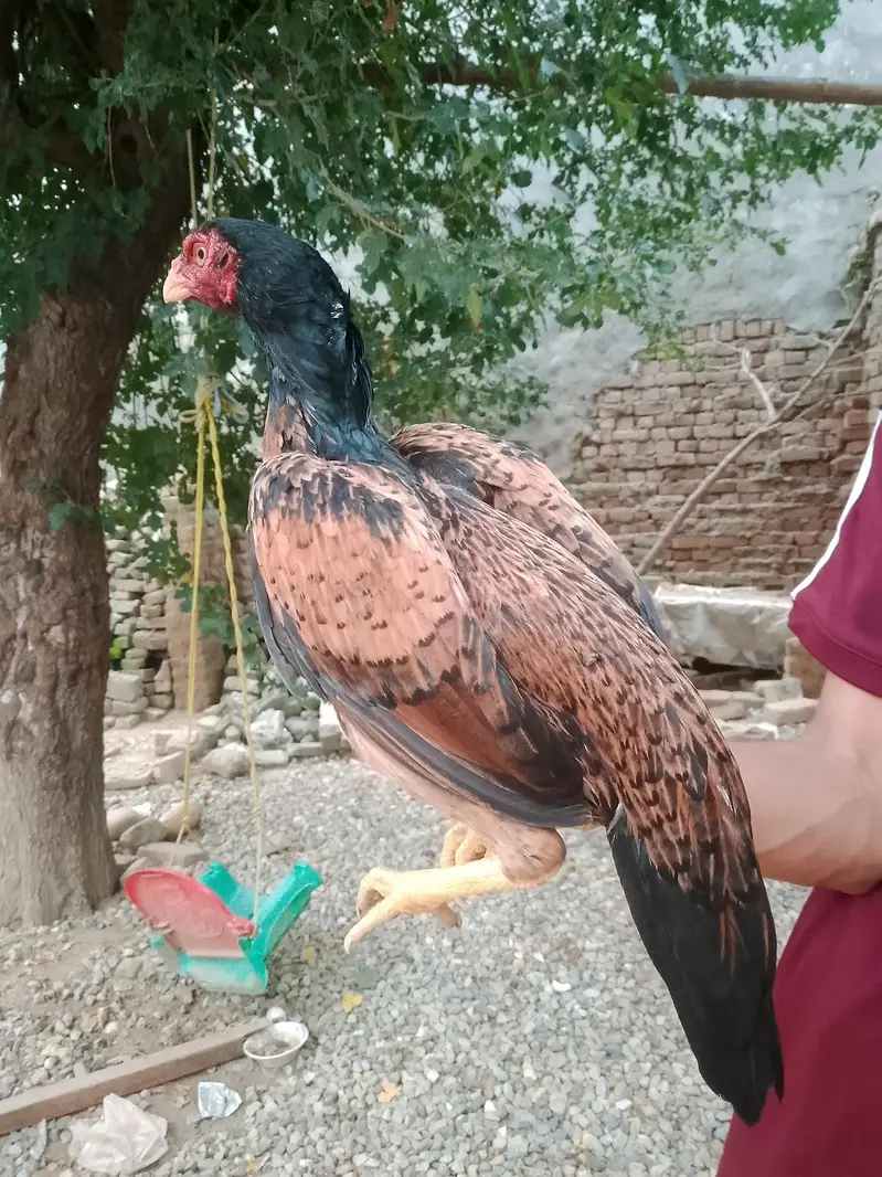 aseel  pure amroha bloodline — photo 3