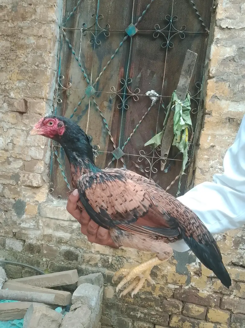 aseel  pure amroha bloodline — photo 4
