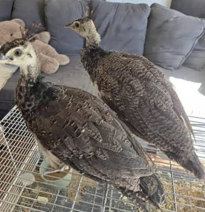 Peacock For Sale