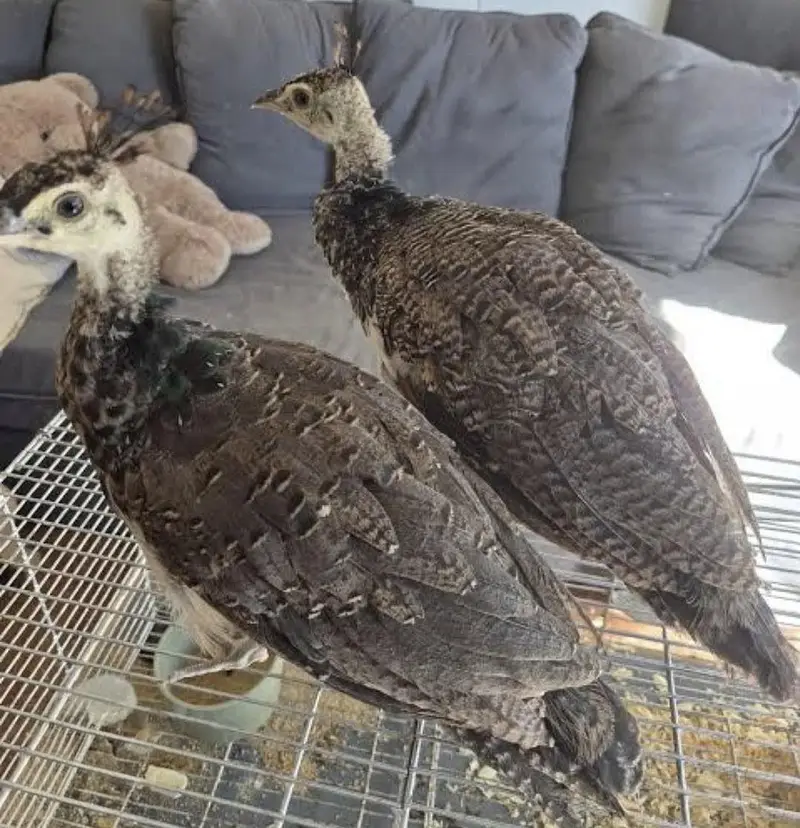 Peacock For Sale