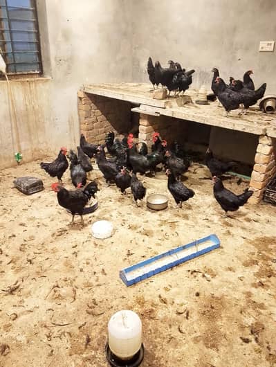 Australorp chickens for sale
