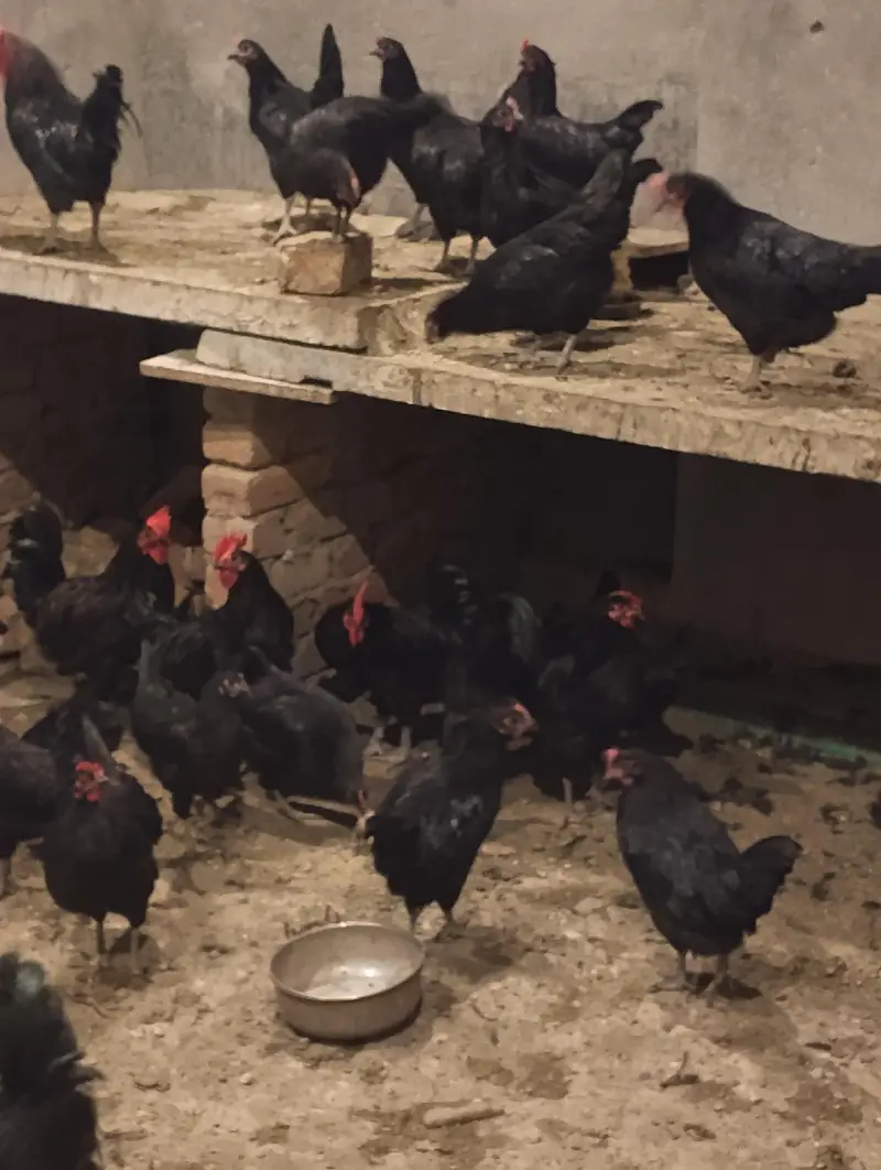 Australorp chickens for sale — photo 2