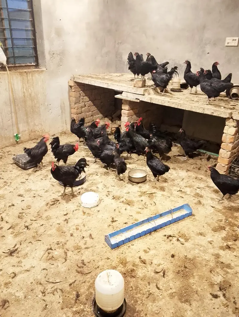 Australorp chickens for sale — photo 3