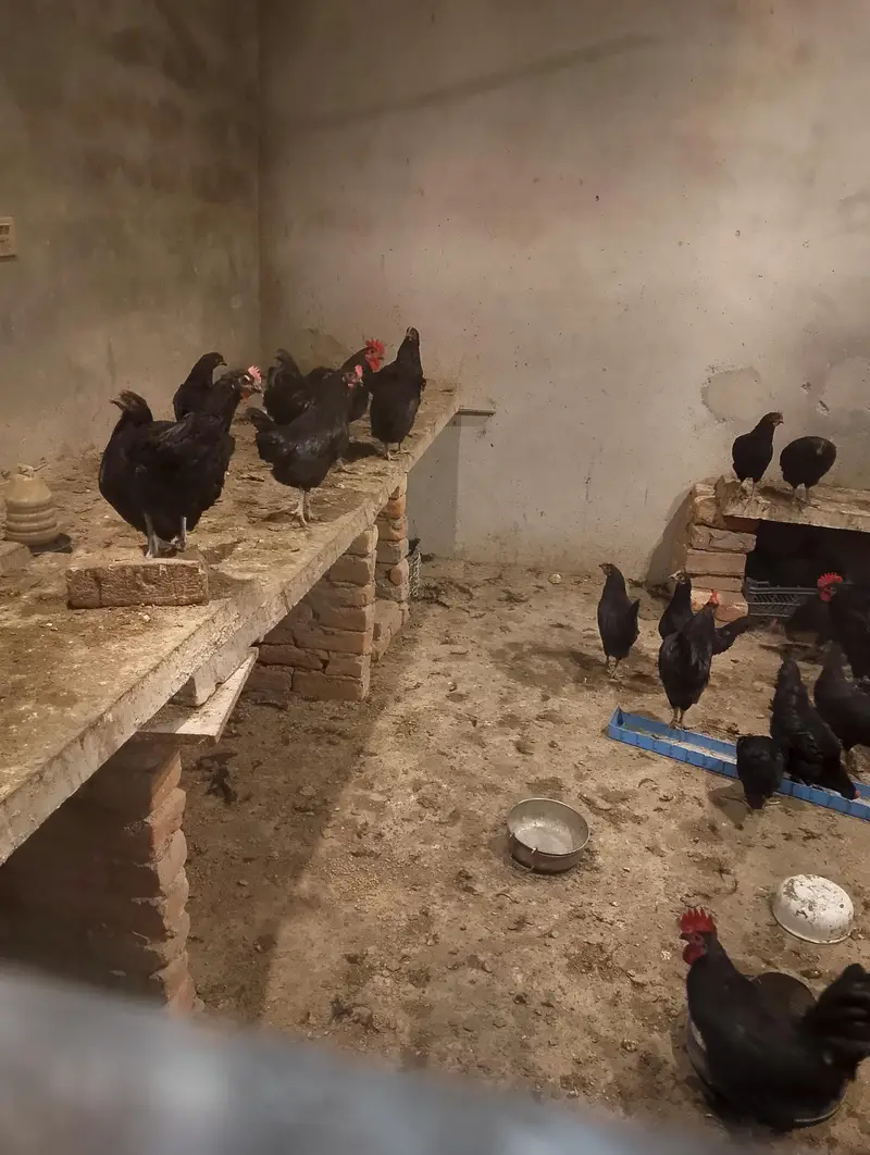 Australorp chickens for sale — photo 4