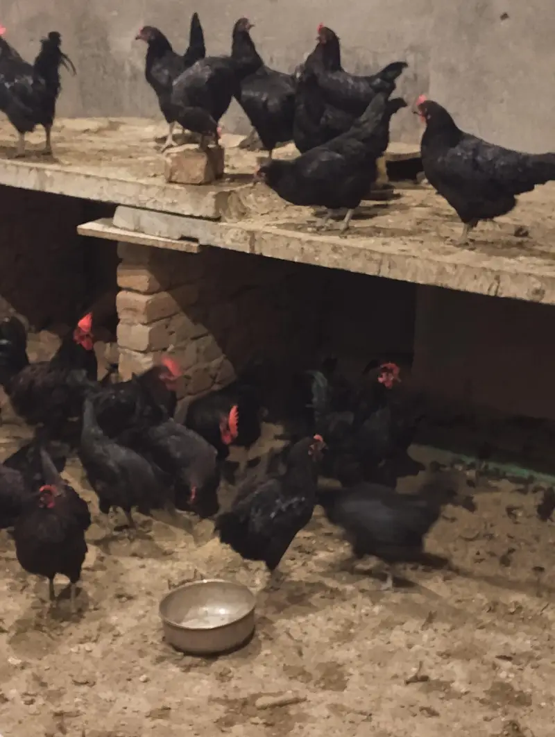 Australorp chickens for sale — photo 5