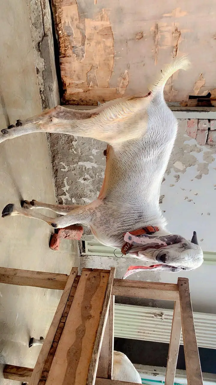 Rajan puri breeder — photo 4
