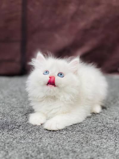 cash on delivery parshion kitten cat male female