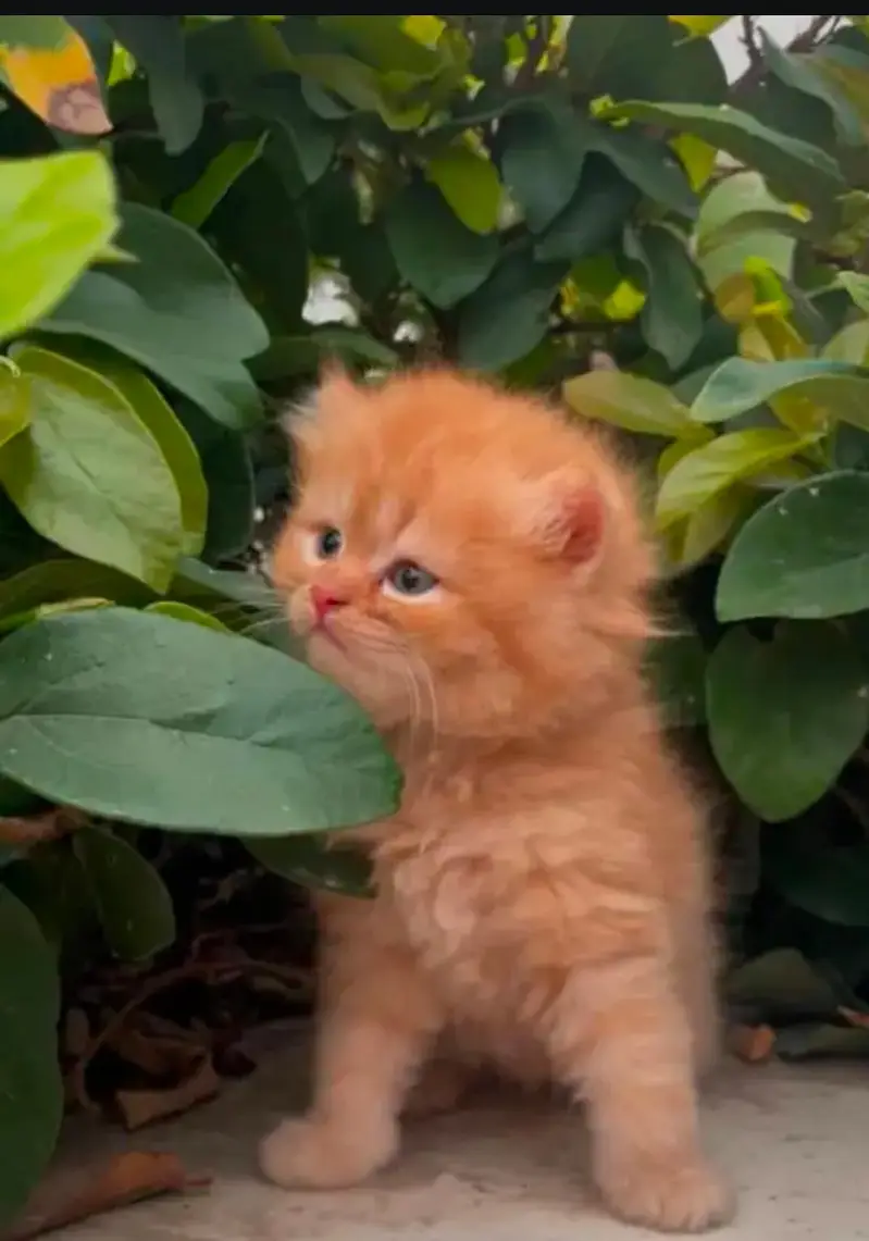 cash on delivery parshion kitten cat male female — photo 7