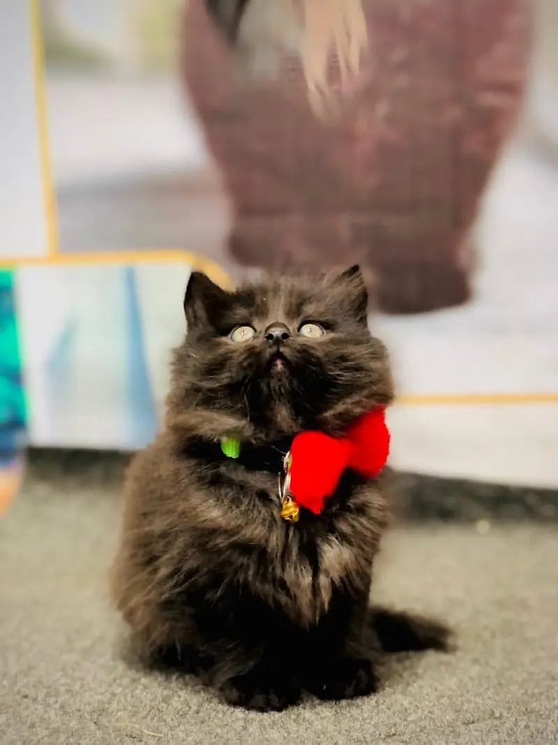 cash on delivery parshion kitten cat male female — photo 12