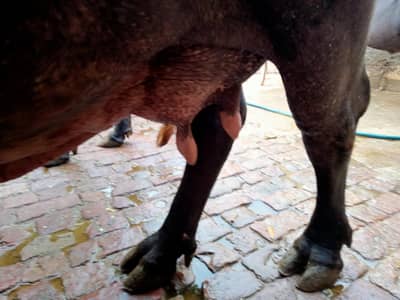 Buffalo for sale  7 kg doodh  Mosib rate  Location fsd