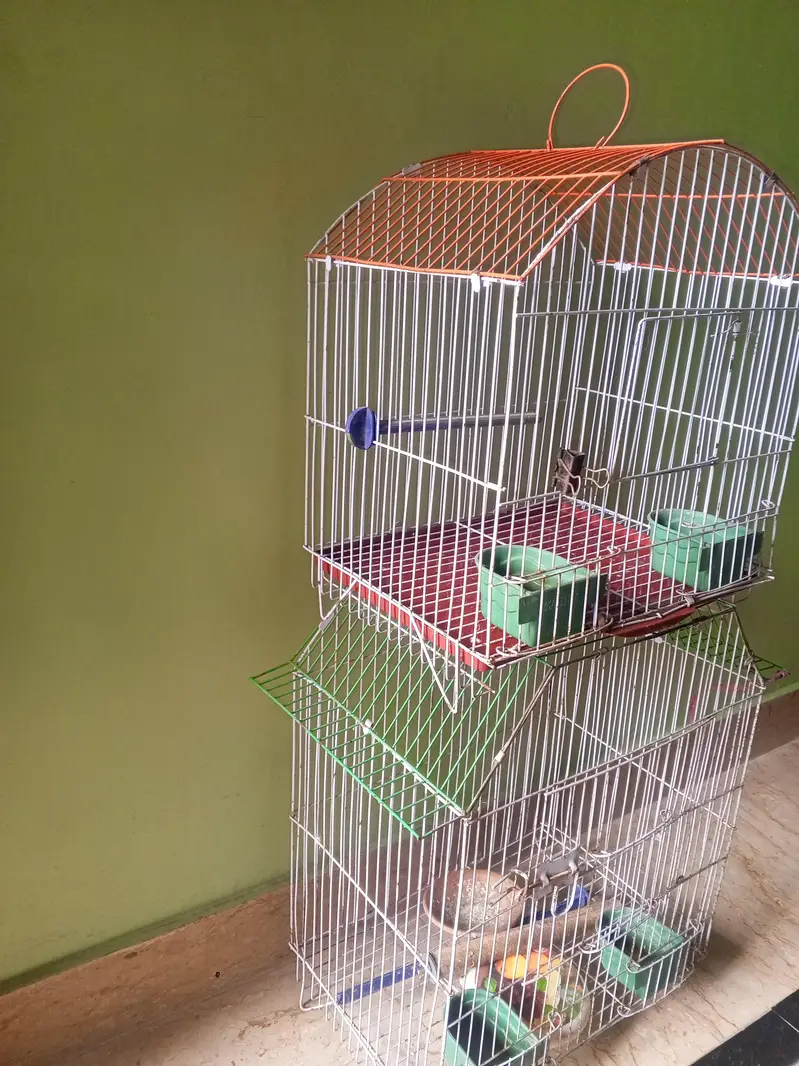 birds cage