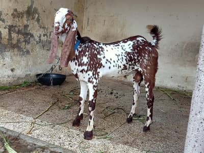 Pure Nasli Bakra