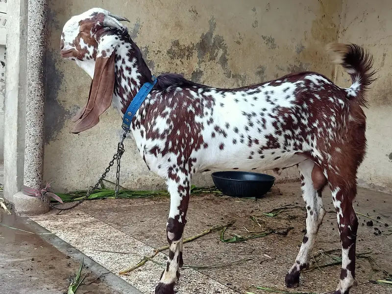 Pure Nasli Bakra — photo 2