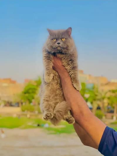 Cash on delivery parshion punch face kitten cats