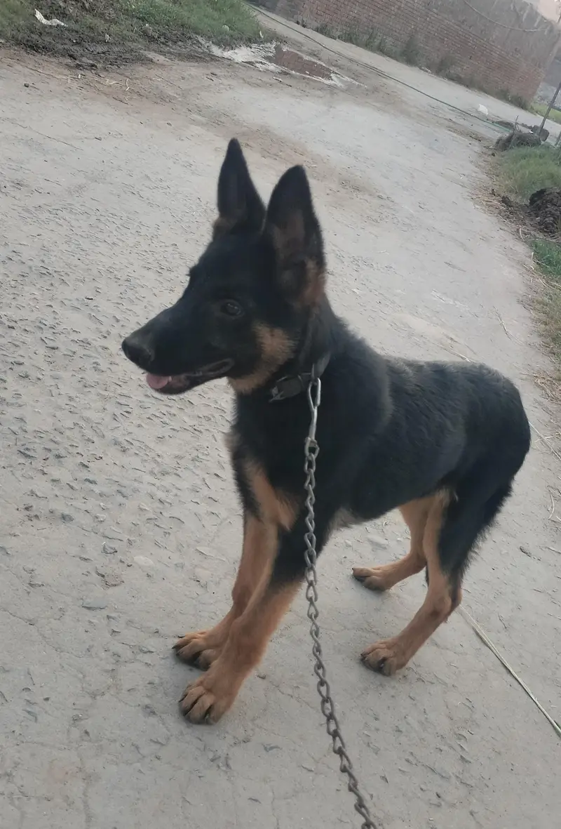 German shepherd puppy