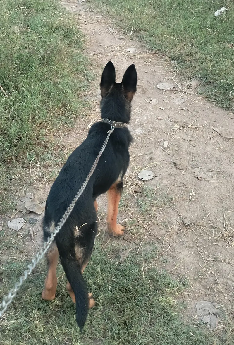 German shepherd puppy — photo 2