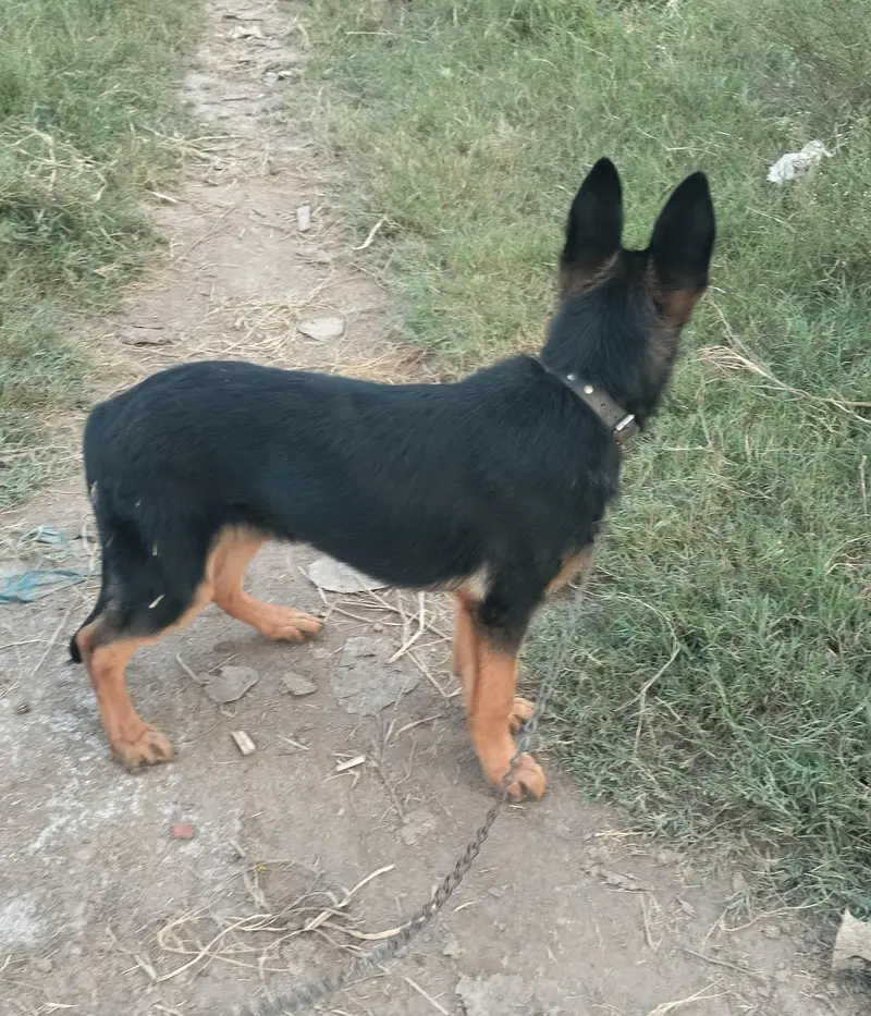 German shepherd puppy — photo 3