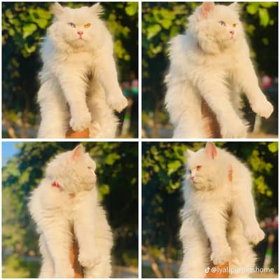 Cash on delivery parshion punch face kitten cats