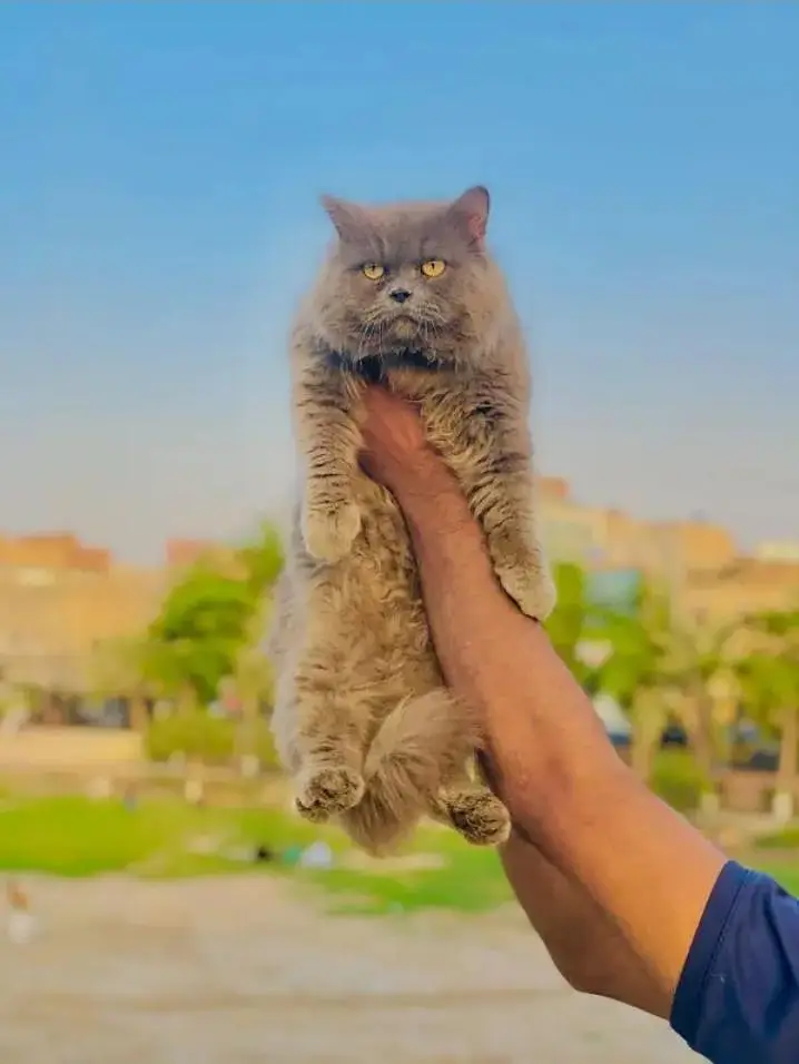 Cash on delivery parshion punch face kitten cats — photo 2