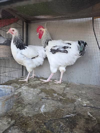 Lite sussex and Mottled bantam