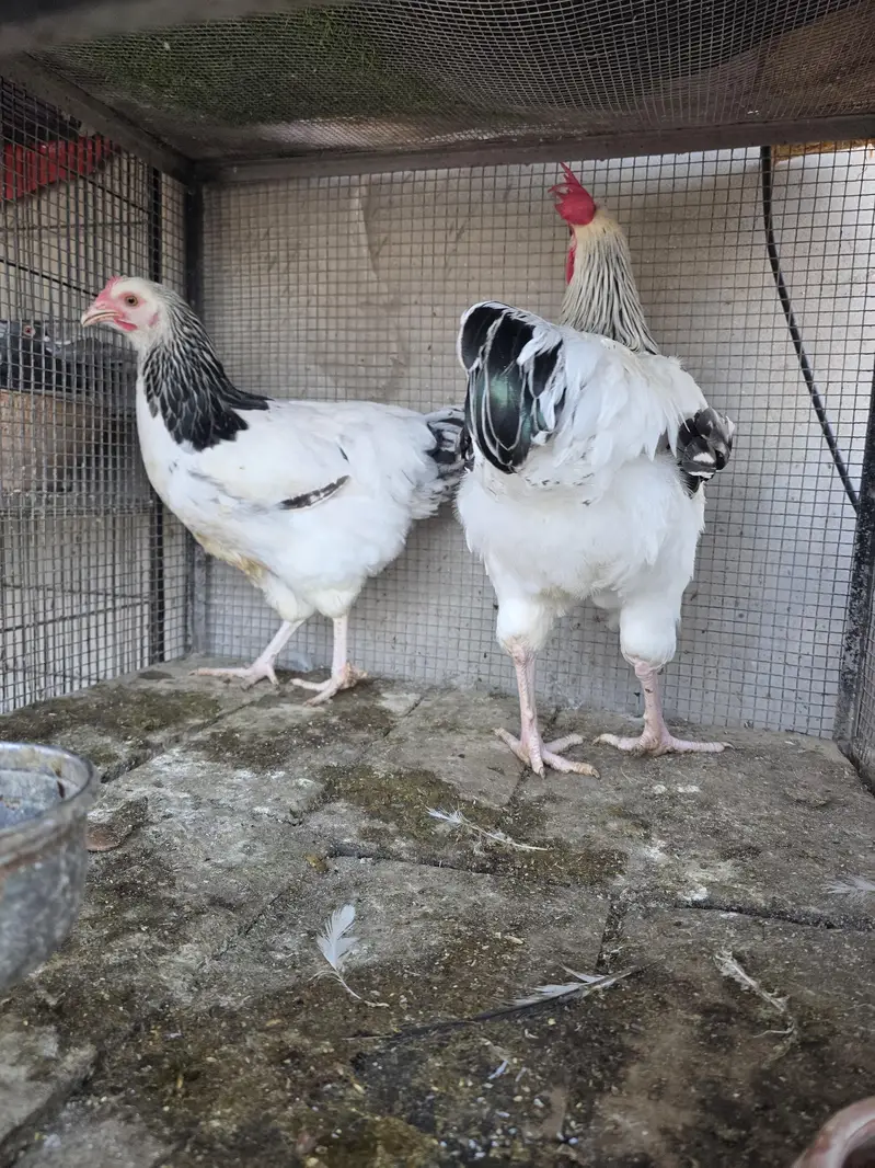 Lite sussex and Mottled bantam — photo 2