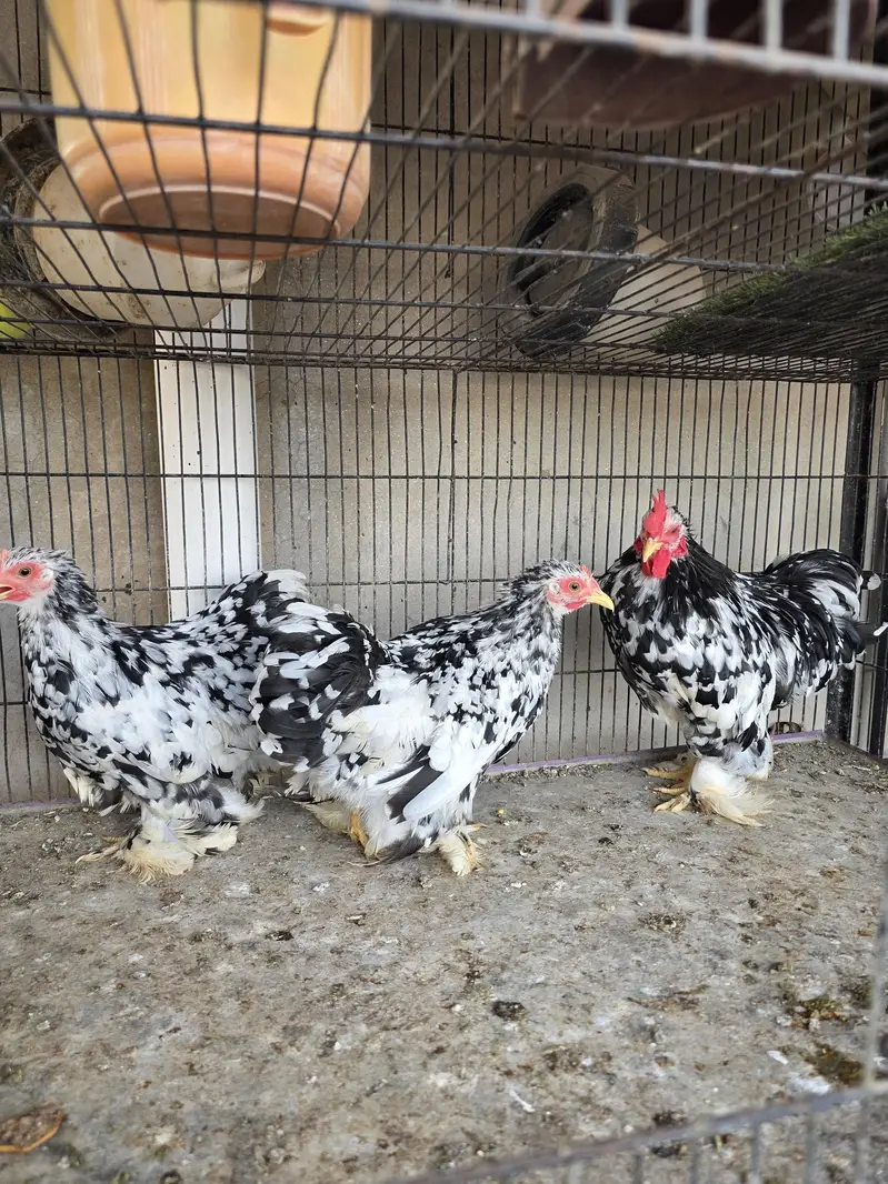 Lite sussex and Mottled bantam — photo 3