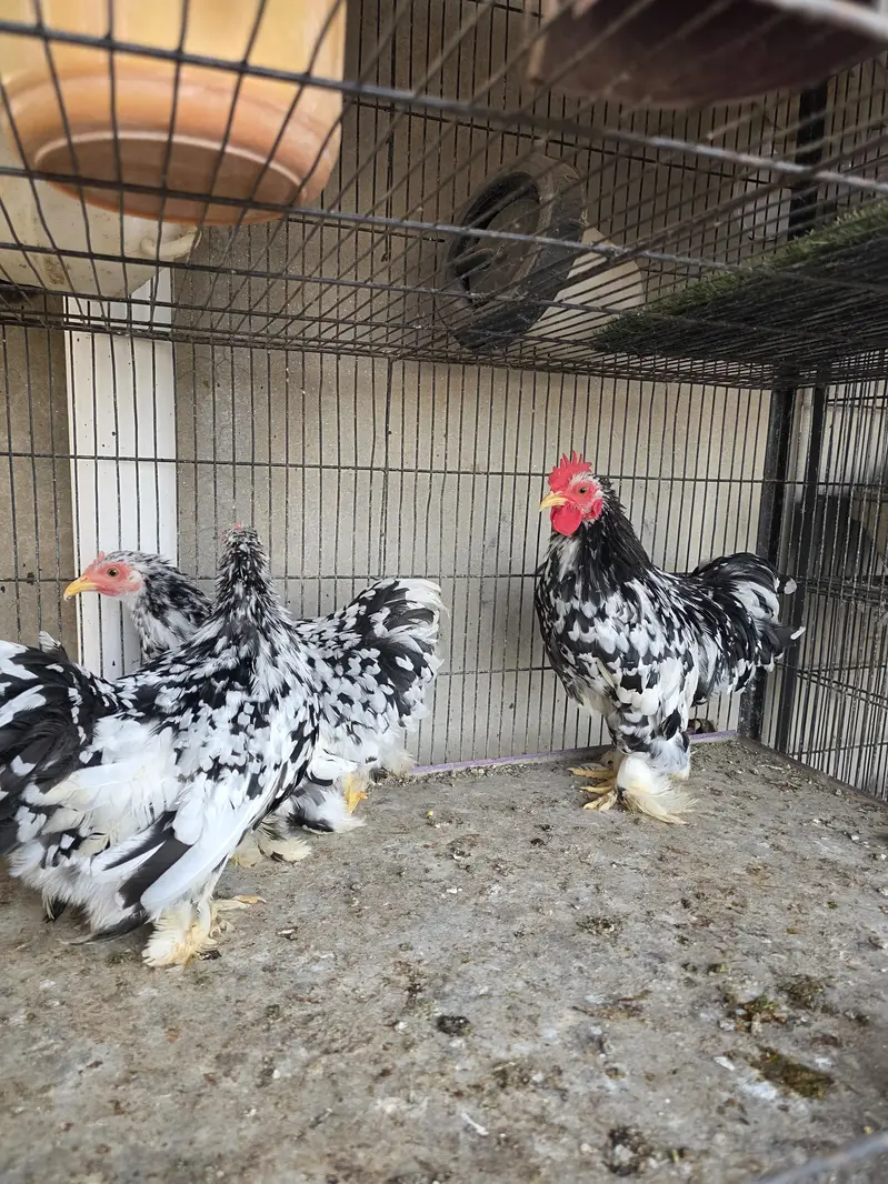 Lite sussex and Mottled bantam — photo 4
