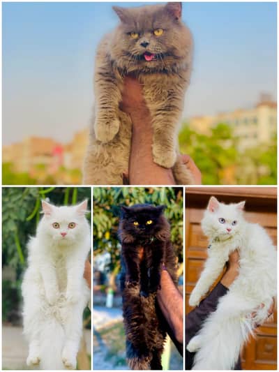 Cash on delivery parshion punch face kitten cats