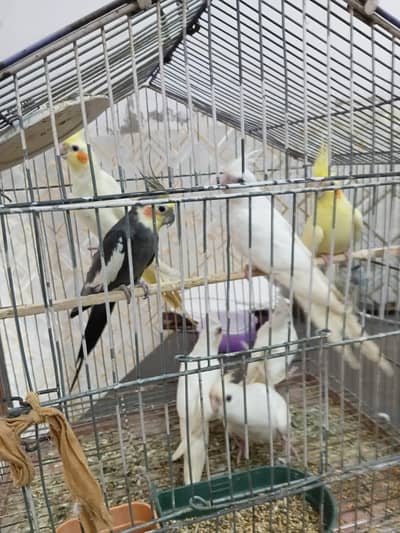 coctait pairs