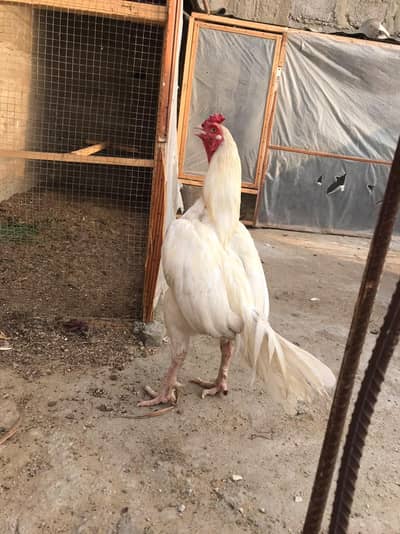3 heer male exchange possible for parrot