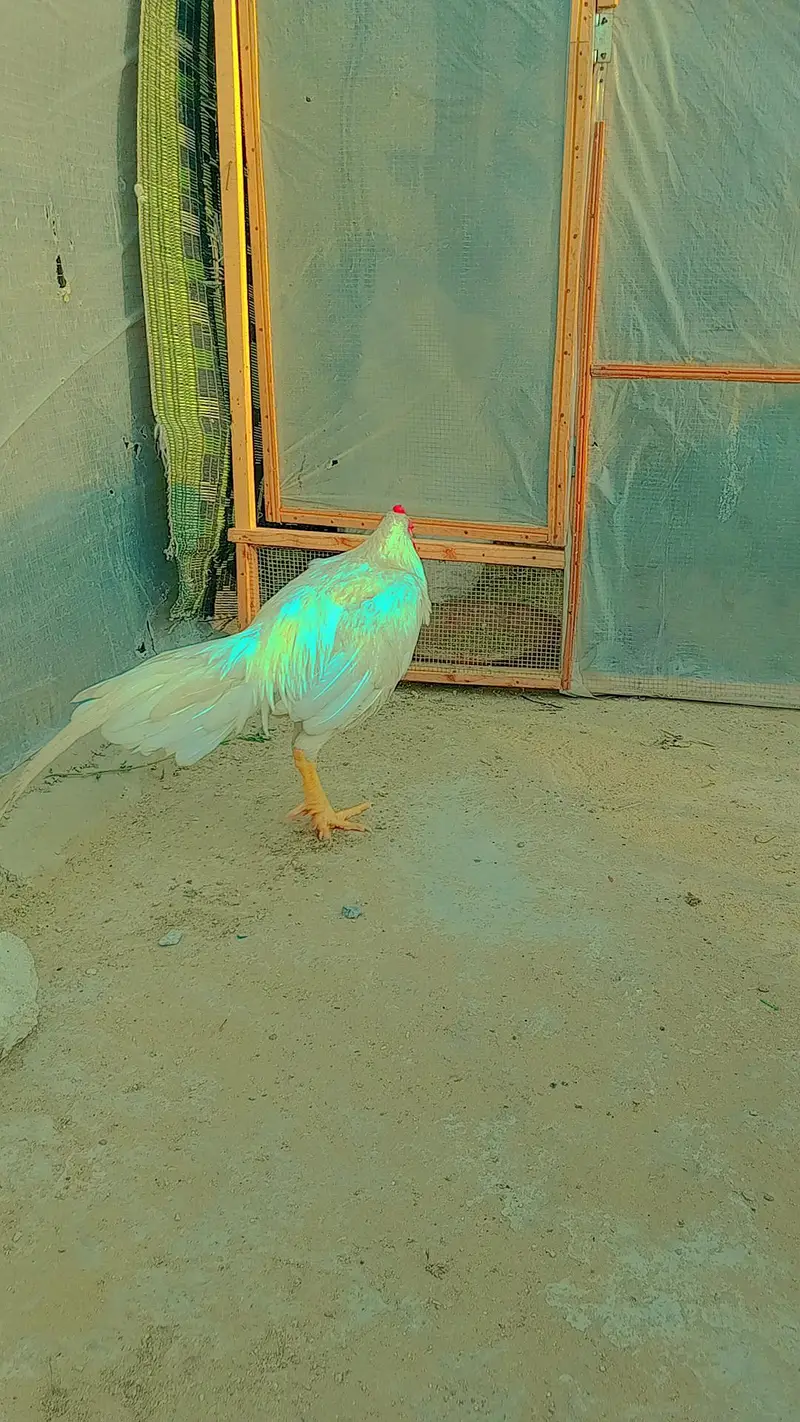 3 heer male exchange possible for parrot — photo 6