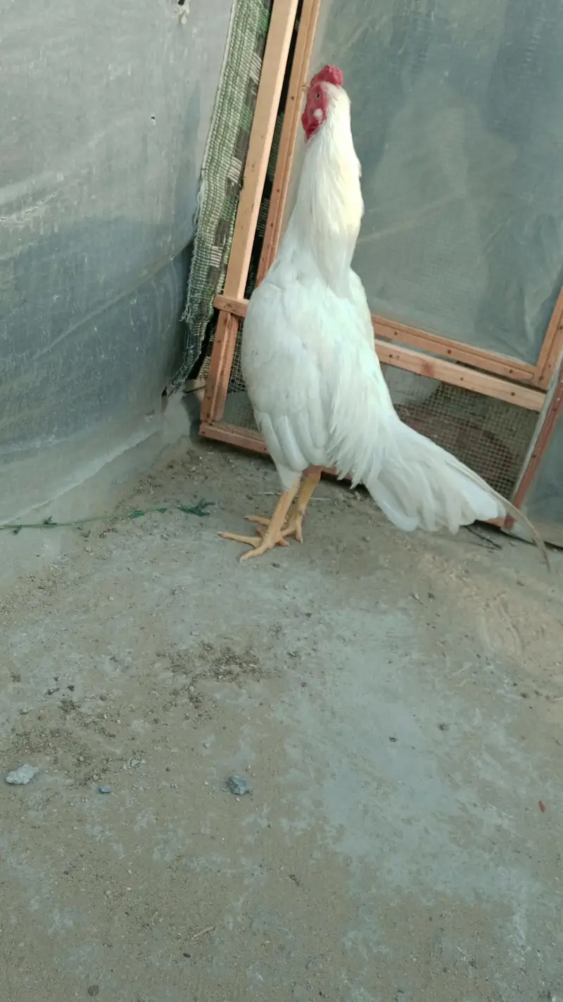 3 heer male exchange possible for parrot — photo 8