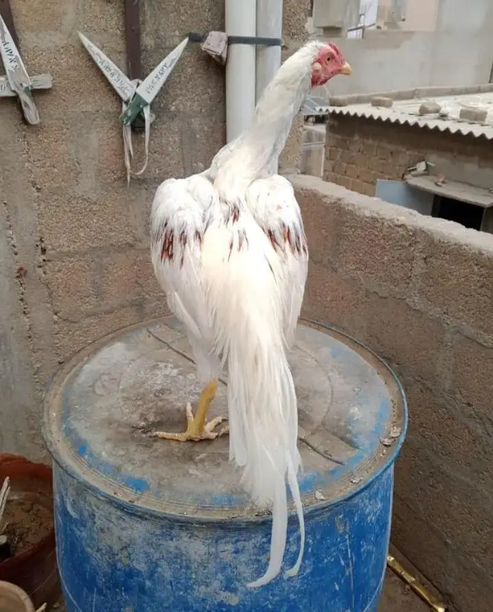3 heer male exchange possible for parrot — photo 9