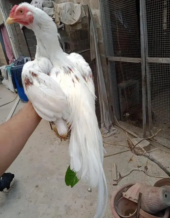 3 heer male exchange possible for parrot — photo 10