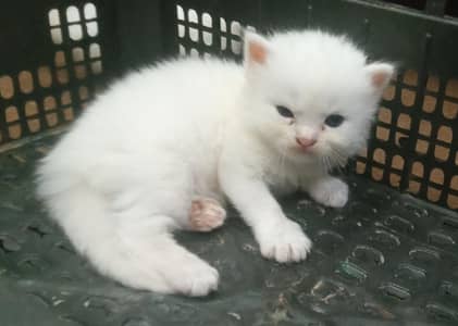 3 Persian punch face cats for sale Baki detail WhatsApp p ly lijye